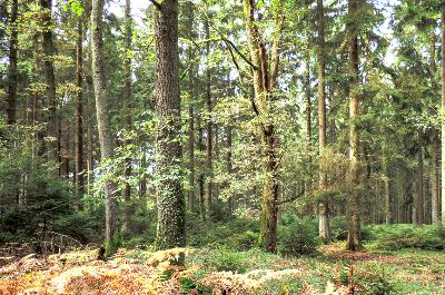 forêt arbo